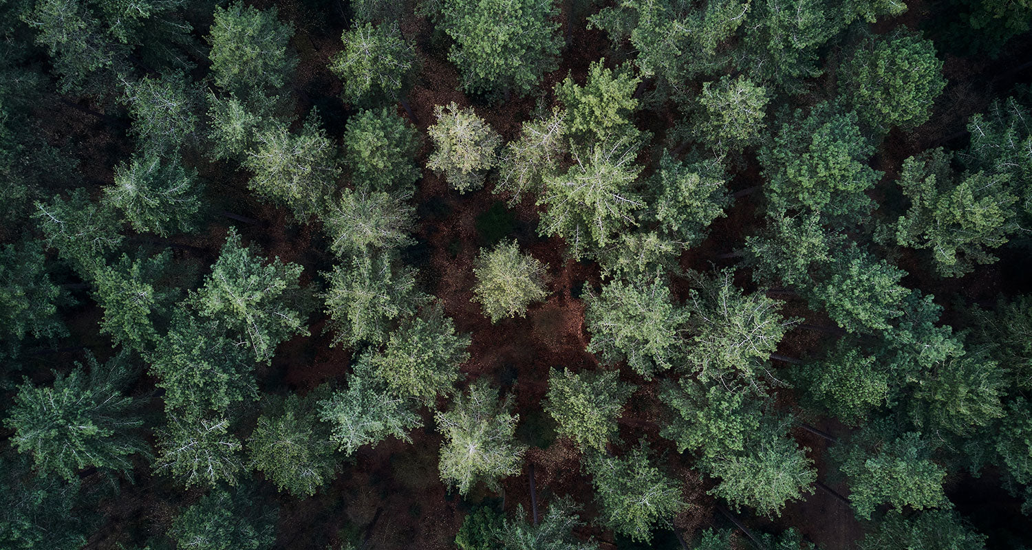 Aerial overhead view of a dense forest